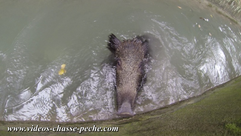 sanglier sauv des eaux